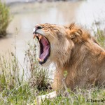 4789 Male Lion, Tanzania