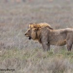 4792 Male Lion, Tanzania