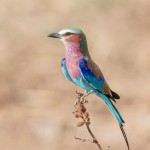 4794 Lilac-breasted Roller (Coracias caudatus), Tanzania