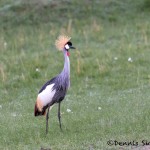 4797 Grey-Crowned Crane (Balearica regulorum), Tanzania