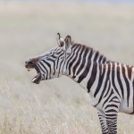 4802 Plains Zebra (Equus quagga) Serengeti, Tanzania
