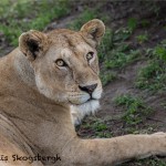 4803 Lioness, Serengeti, Tanzania