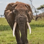 4806 Bull Elephant, Tanzania