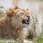 4808 Male Lion, Tanzania