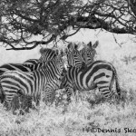4809 Zebras, Serengeti, Tanzania