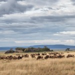 4813 Wildebeest Herd, Serengeti, Tanzania