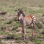 4817 Zebra Foal, Tanzania