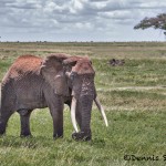 4818 Bull Elephant, Tanzania