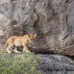 4820 Lion Cub, NE Serengeti, Tanzania