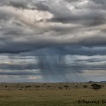 4821 Rain, Central Serengeti, Tanzania