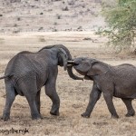 4824 African Elephants, Mating Ritual, Tanzania