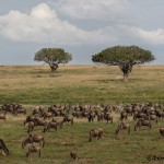4827 Migration, Central Serengeti, Tanzania