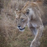 4831 Lioness, Ngorongoro Crater, Tanzania