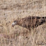 4834 Tawny Eagle, Tanzania
