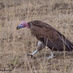 4835 Lappet-faced Vulture (Torgos tracheliotus), Tanzania