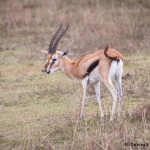 4837 Thomson's Gazelle (Eudorcas thomsonii), Tanzania