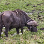 4840 Cape Buffalo, Ngorongoro Crater, Tanzania