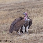 4841 Lappet-faced Vultures (Torgos tracheliotus), Tanzania