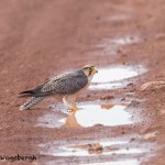 4842 Lanner Falcon (Falco biarmicus), Ngorongoro Crater, Tanzania