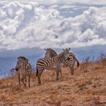 4843 Zebras at Ngorongoro Crater, Tanzania
