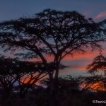 4847 Sunrise at Ngorongoro Crater Camp, Tanzania