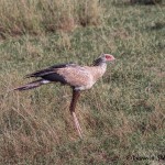 4854 Secretarybird (Sagittarius serpentarius) Eating Lizard, Tanzania