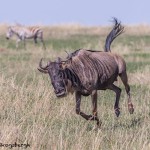 4855 Wildebeest on the Move, Serengeti, Tanzania