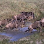 4856 Small-scale Wildebeest Crossing, Serengeti, Tanzania
