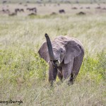 4857 Young African Elephant, Serengeti, Tanzania