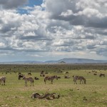 4861 Grazing Herds, Serengeti, Tanzania