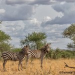 4863 Zebras, Serengeti, Tanzania
