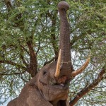 4864 African Elephant, Serengeti, Tanzania
