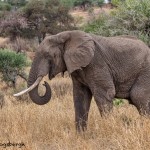 4866 African Elephant, Tanzania