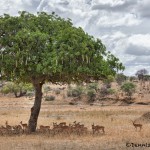 4867 Herd of Impala, Tarangire National Park, Tanzania