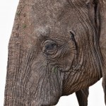 4870 African Elephant, Tanzania