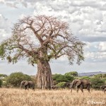 4871 African Elephants, Tarangire National Park, Tanzania