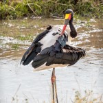 4873 Male Saddle-billed Stork (Ephippiorhynchus senegalensis), Tanzania