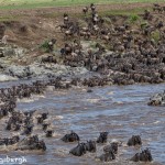4878 Wildebeest Migration, Traversing the Mara River from Kenya into Tanzania