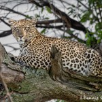 4879 African Leopard, Tanzania