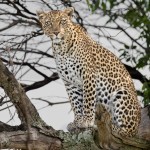4880 African Leopard, Tanzania