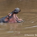 4881 Hippo (Hippopotamus amphibius), Tanzania