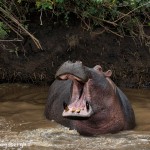 4882 Hippo (Hippopotamus amphibius), Tanzania