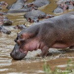 4883 Hippos (Hippopotamus amphibius), Tanzania