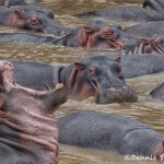 4884 Hippos (Hippopotamus amphibius), Tanzania