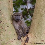 4886 Young Olive Baboon (Papio anubis), Tanzania