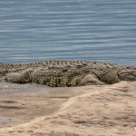 4889 Nile Crocodile, Tanzania