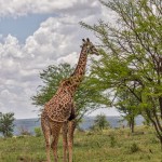 4890 Giraffe (Giraffa camelopardalis), Tanzania