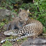 4894 African Leopard with Cub, North East Serengeti, Tanzania