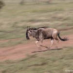 4898 Wildebeest, Serengeti, Tanzania