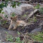 4901 Lion Cub, NE Serengeti, Tanzania
